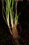 Acid-loving sedge